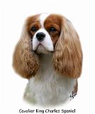 Cavalier King Charles Spaniel 9Y335D-094